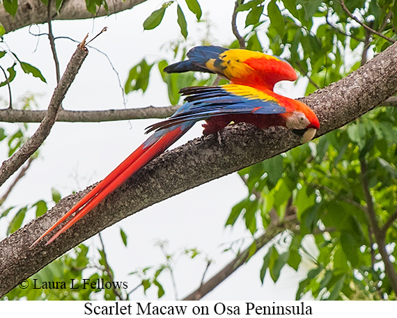 Scarlet Macaw - © James F Wittenberger and Exotic Birding LLC