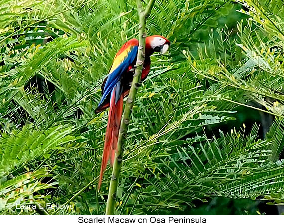 Scarlet Macaw in Costa Rica - &copy; Laura L Fellows and Exotic Birding tours