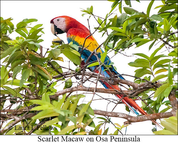 Scarlet Macaw - © James F Wittenberger and Exotic Birding LLC