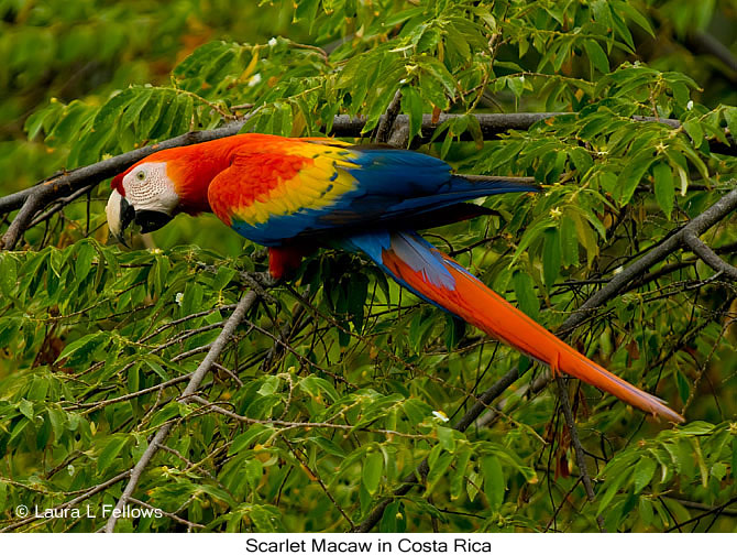 Scarlet Macaw - &copy; Laura L Fellows and Exotic Birding Tours