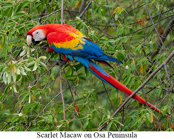 Scarlet Macaw - © James F Wittenberger and Exotic Birding LLC