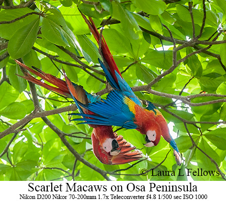 Pictures+of+macaws+in+the+rainforest