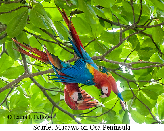 Scarlet Macaw - © James F Wittenberger and Exotic Birding LLC