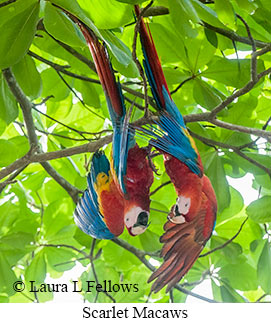 Scarlet Macaw - © Laura L Fellows and Exotic Birding LLC