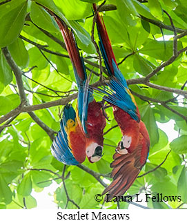 Scarlet Macaw - © Laura L Fellows and Exotic Birding LLC