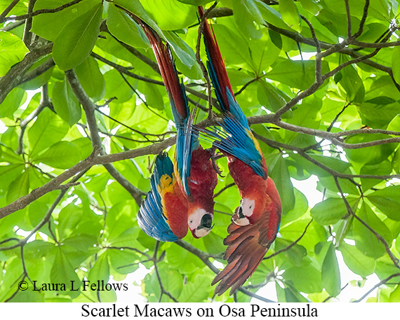 Scarlet Macaw - © Laura L Fellows and Exotic Birding LLC