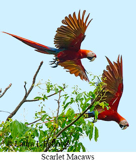 Scarlet Macaw - © Laura L Fellows and Exotic Birding LLC