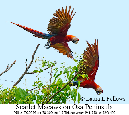Scarlet Macaws - © Laura L Fellows and Exotic Birding Tours