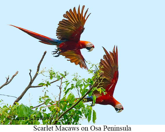 Scarlet Macaw - © Laura L Fellows and Exotic Birding LLC