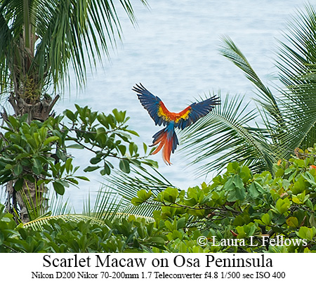 Scarlet Macaws - © Laura L Fellows and Exotic Birding Tours