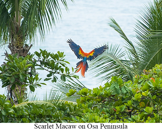 Scarlet Macaw - © James F Wittenberger and Exotic Birding LLC