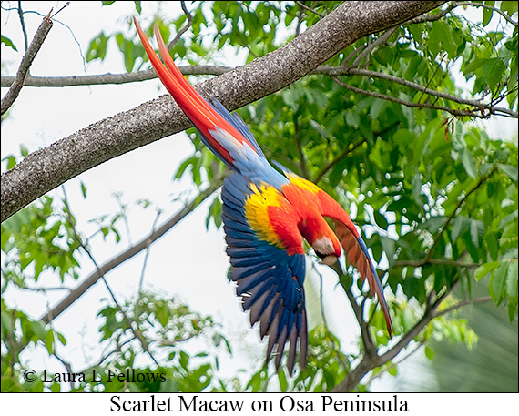 Scarlet Macaw - © James F Wittenberger and Exotic Birding LLC