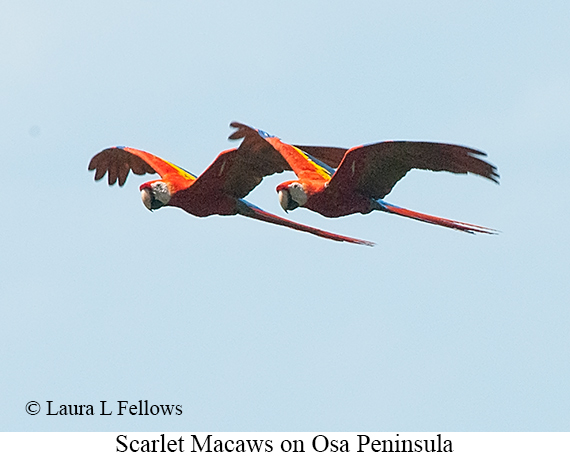 Scarlet Macaw - © James F Wittenberger and Exotic Birding LLC