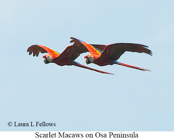 Scarlet Macaw - © James F Wittenberger and Exotic Birding LLC Scarlet Macaw - © James F Wittenberger and Exotic Birding LLC
