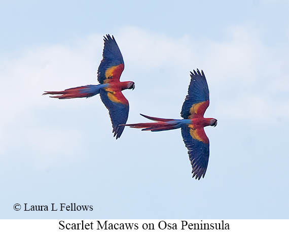 Scarlet Macaw - © James F Wittenberger and Exotic Birding LLC