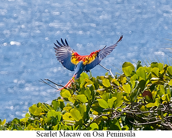 Scarlet Macaw - © James F Wittenberger and Exotic Birding LLC