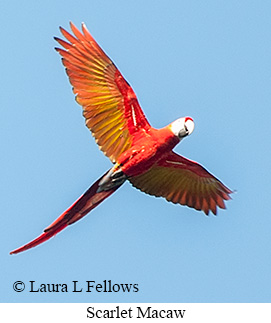 Scarlet Macaw - © Laura L Fellows and Exotic Birding LLC