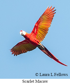 Scarlet Macaw - © Laura L Fellows and Exotic Birding LLC