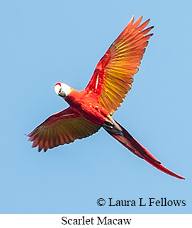 Scarlet Macaw - © Laura L Fellows and Exotic Birding LLC Scarlet Macaw - © Laura L Fellows and Exotic Birding LLC