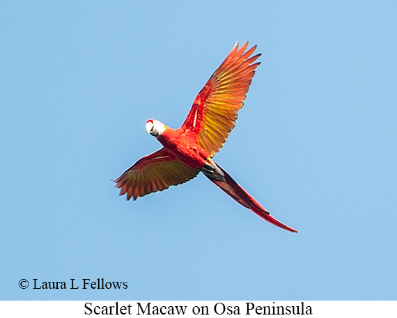 Scarlet Macaw - © Laura L Fellows and Exotic Birding LLC