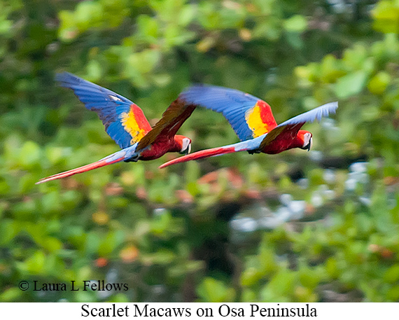 Scarlet Macaw - © James F Wittenberger and Exotic Birding LLC