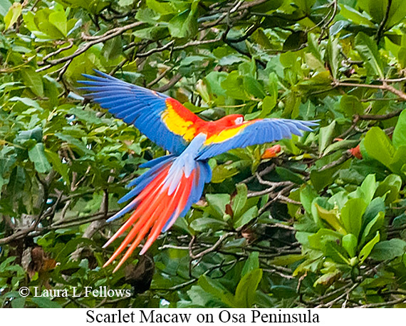 Scarlet Macaw - © James F Wittenberger and Exotic Birding LLC