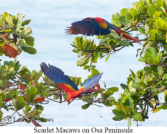 Scarlet Macaw - © James F Wittenberger and Exotic Birding LLC