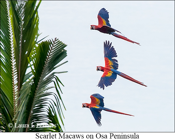 Scarlet Macaw - © James F Wittenberger and Exotic Birding LLC