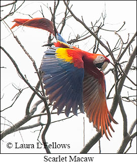 Scarlet Macaw - © Laura L Fellows and Exotic Birding LLC