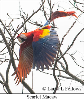 Scarlet Macaw - © Laura L Fellows and Exotic Birding LLC