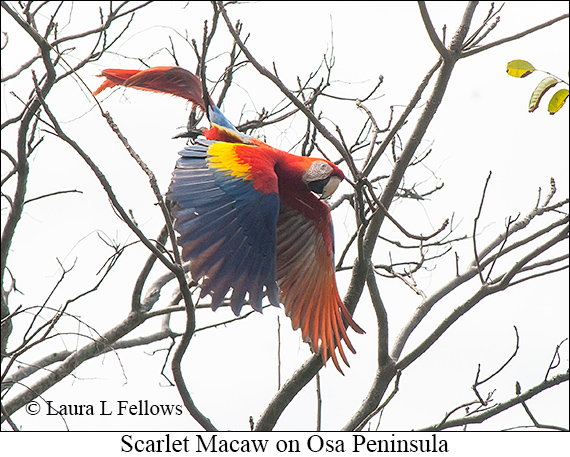 Scarlet Macaw - © Laura L Fellows and Exotic Birding LLC