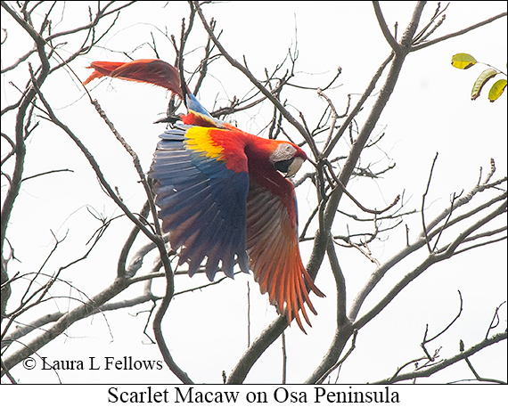 Scarlet Macaw - © Laura L Fellows and Exotic Birding LLC Scarlet Macaw - © Laura L Fellows and Exotic Birding LLC