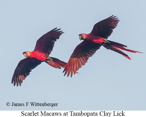 Scarlet Macaw - © James F Wittenberger and Exotic Birding LLC