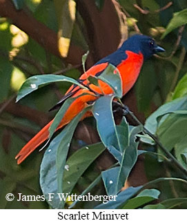 Scarlet Minivet - &copy; James F Wittenberger and Exotic Birding LLC