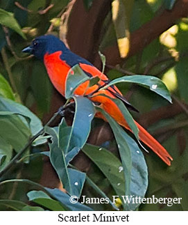 Scarlet Minivet - © James F Wittenberger and Exotic Birding LLC