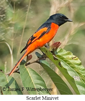 Scarlet Minivet - © James F Wittenberger and Exotic Birding LLC Scarlet Minivet - © James F Wittenberger and Exotic Birding LLC