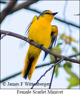 Scarlet Minivet - © James F Wittenberger and Exotic Birding LLC