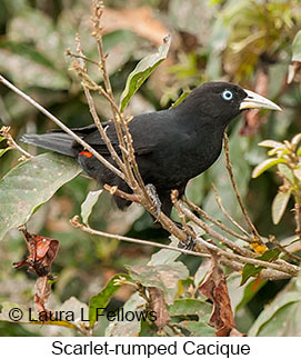 Scarlet-rumped Cacique - © Laura L Fellows and Exotic Birding LLC