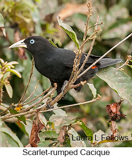 Scarlet-rumped Cacique - © Laura L Fellows and Exotic Birding LLC Scarlet-rumped Cacique - © Laura L Fellows and Exotic Birding LLC