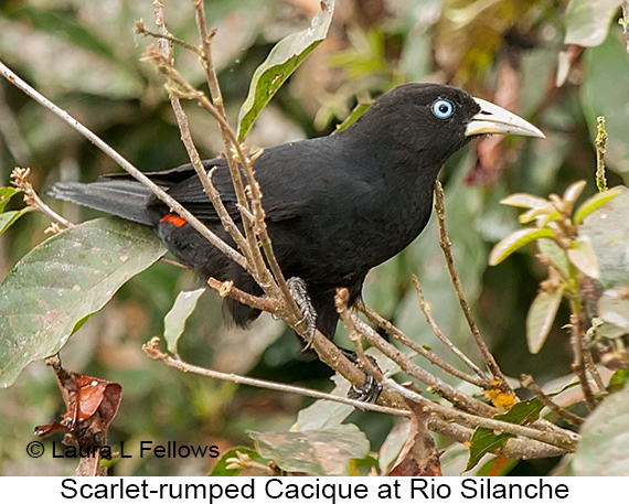Scarlet-rumped Cacique - © Laura L Fellows and Exotic Birding LLC Scarlet-rumped Cacique - © Laura L Fellows and Exotic Birding LLC