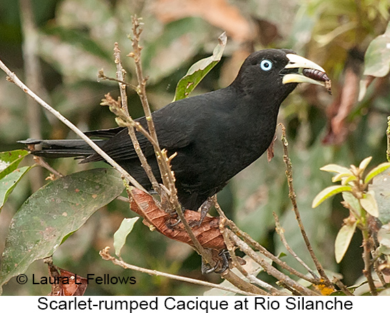 Scarlet-rumped Cacique - © James F Wittenberger and Exotic Birding LLC