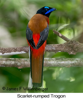 Scarlet-rumped Trogon - © James F Wittenberger and Exotic Birding LLC