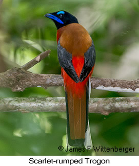 Scarlet-rumped Trogon - © James F Wittenberger and Exotic Birding LLC