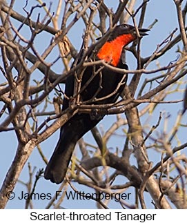 Scarlet-throated Tanager - © James F Wittenberger and Exotic Birding LLC