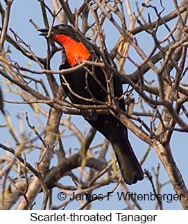 Scarlet-throated Tanager - © James F Wittenberger and Exotic Birding LLC