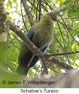 Schalow's Turaco - © James F Wittenberger and Exotic Birding LLC Schalow's Turaco - © James F Wittenberger and Exotic Birding LLC