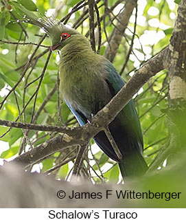 Schalow's Turaco - © James F Wittenberger and Exotic Birding LLC