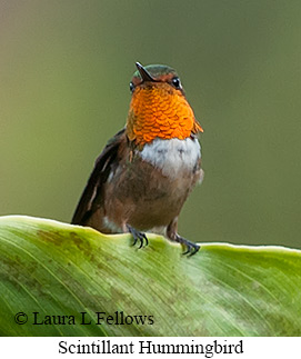 Scintillant Hummingbird - © Laura L Fellows and Exotic Birding LLC Scintillant Hummingbird - © Laura L Fellows and Exotic Birding LLC