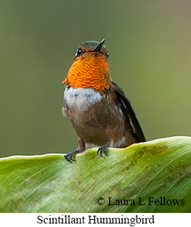 Scintillant Hummingbird - © Laura L Fellows and Exotic Birding LLC