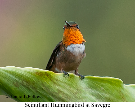 Scintillant Hummingbird - © Laura L Fellows and Exotic Birding LLC Scintillant Hummingbird - © Laura L Fellows and Exotic Birding LLC